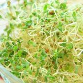 طرز تهیه ی جوانه گندم