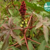 کرچک و سنا؛ با این دو مسهل کننده طبیعی بیشتر آشنا شوید