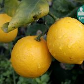 با خواص درمانی بالنگ و بادرنجبویه بیشتر آشنا شویم
