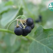 با خواص درمانی این گیاهان شیرین بیشتر آشنا شوید