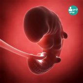 هفته ی هفتم بارداری و تغییرات مادر و جنین در این هفته