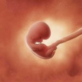 تغییرات مادر و جنین در هفته ی هشتم بارداری