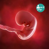 تغییرات مادر و جنین در هفته ی نهم بارداری