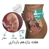 هفته یازدهم بارداری