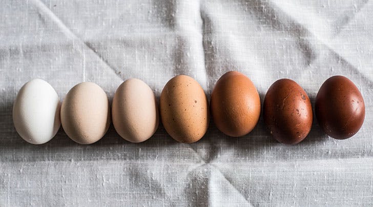 تخم مرغ قهوه ای یا روشن